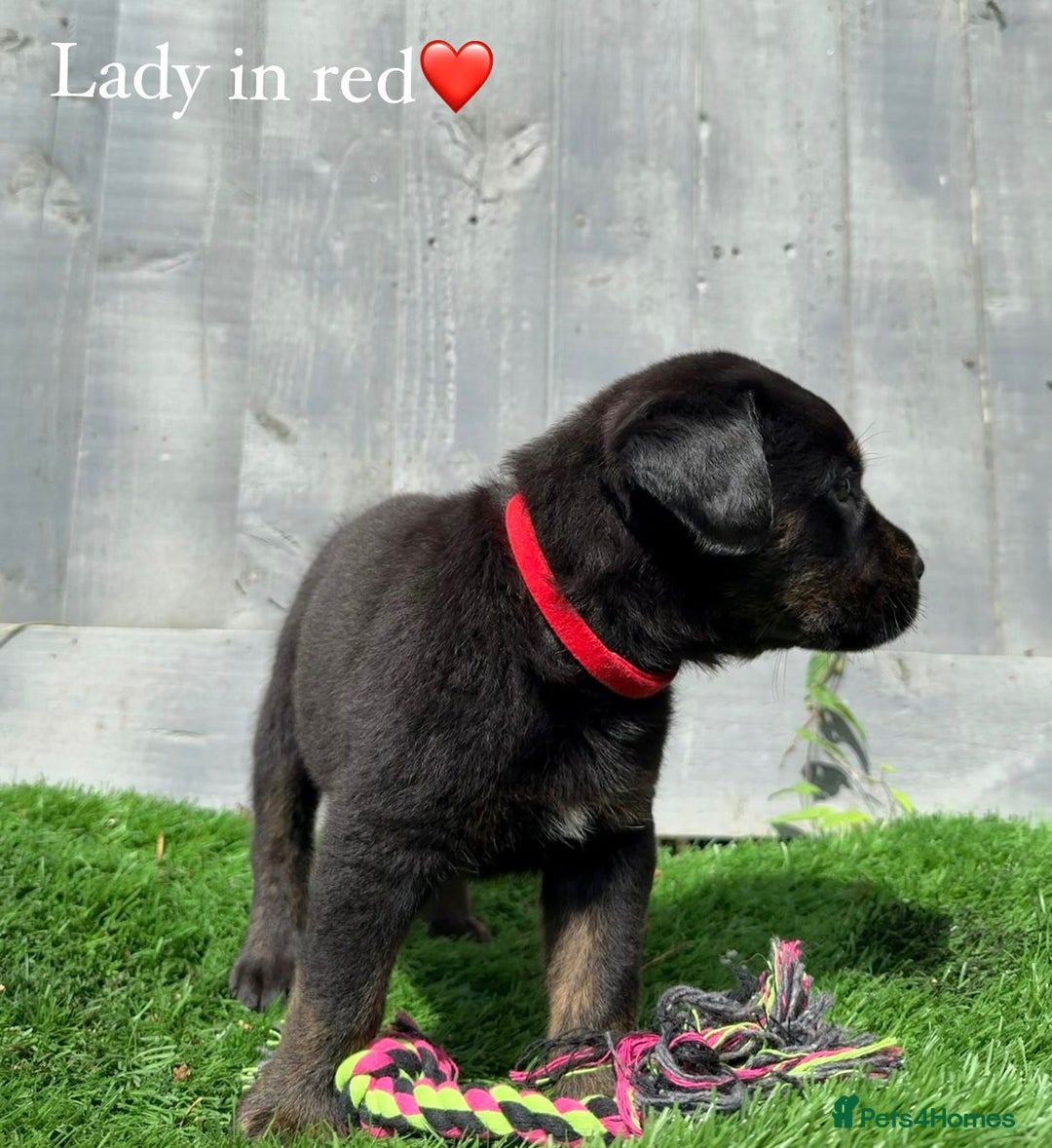 Mixed Breed dogs for sale: Gorgeous st weilers  - Image 11
