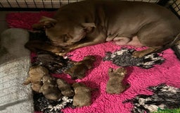 Olde English Bulldogge dogs for sale: Genetic Clear, Hip & Elbow Graded Breeding - Image 5