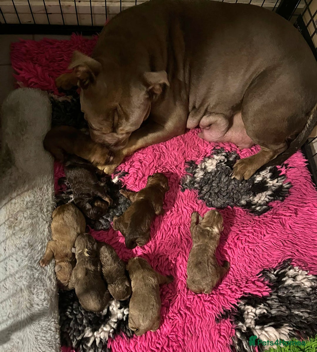 Olde English Bulldogge dogs for sale: Genetic Clear, Hip & Elbow Graded Breeding - Image 5