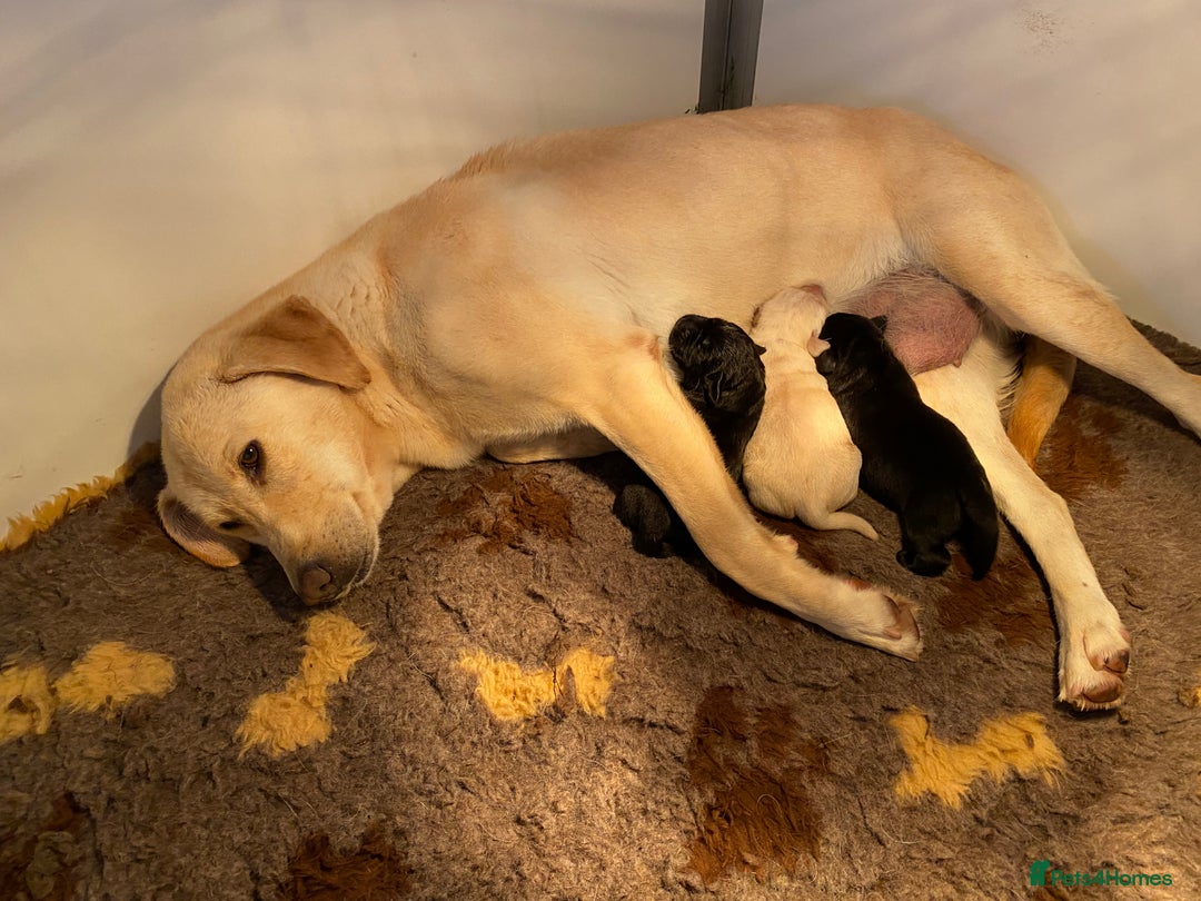Labrador Retriever dogs for sale: Yellow and Labrador puppiea - Image 6