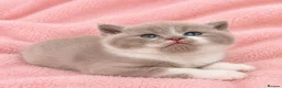 British Shorthair cats for sale: Exceptional GCCF British Shorthair Kittens  - Advert 3