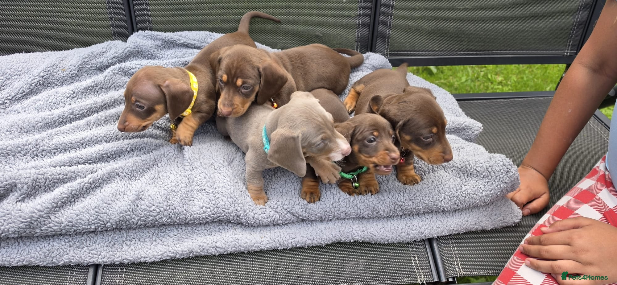 Dachshund dogs Dacshund Puppies Ready on 27/6!!! - Advert 1