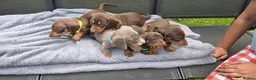 Dachshund dogs for sale: Dacshund Puppies Ready on 27/6!!! - Advert 3