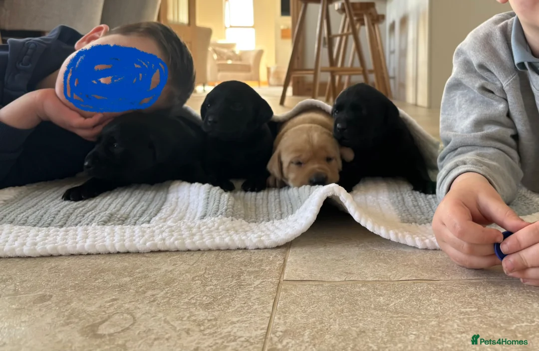 Labrador Retriever dogs for sale: 4 Labrador Puppies - DRAKESHEAD - Advert 2