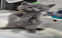 British Shorthair cats for sale: British Shorthair Kittens(1boy and 1girl leftonly) - Image 6