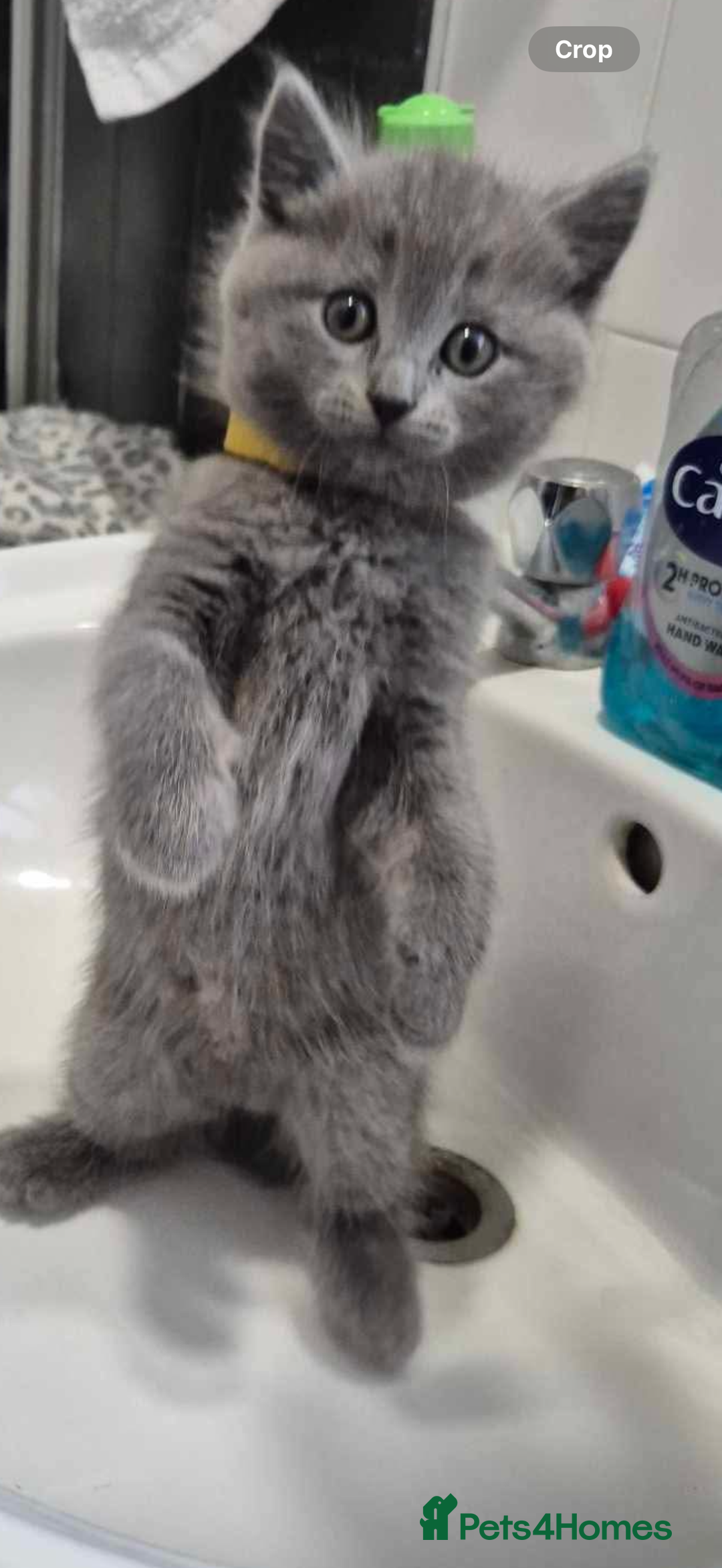 British Shorthair cats for sale: British Shorthair Kittens(1boy and 1girl leftonly) - Image 6