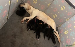 Cockerdor dogs for sale: Puppies for sale  - Image 8