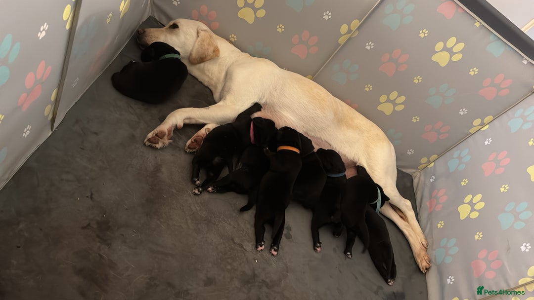 Cockerdor dogs for sale: Puppies for sale  - Image 8