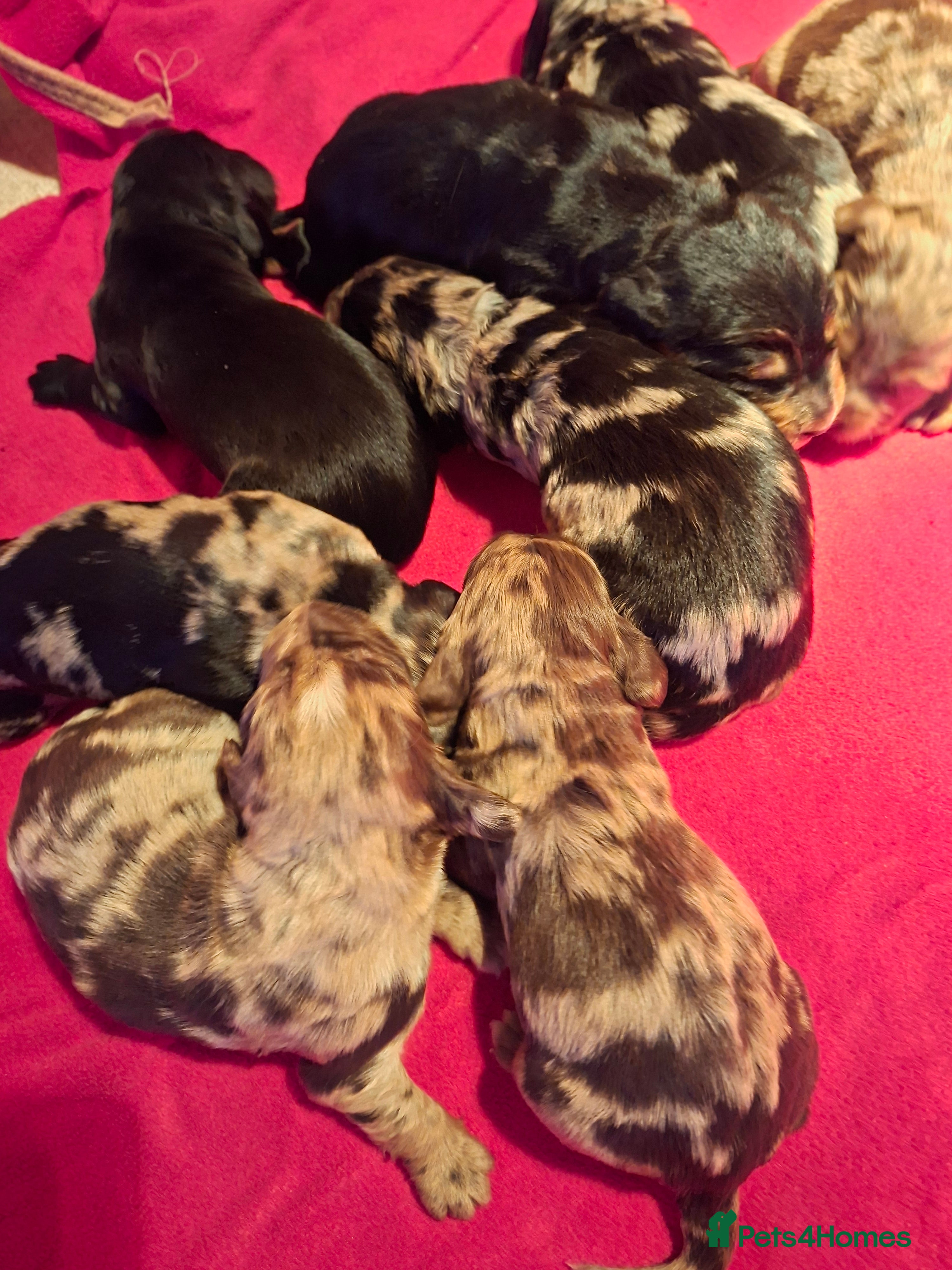 Cocker Spaniel dogs Cocker spaniel pups - Advert 14