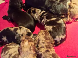 Cocker Spaniel dogs Cocker spaniel pups - Advert 14