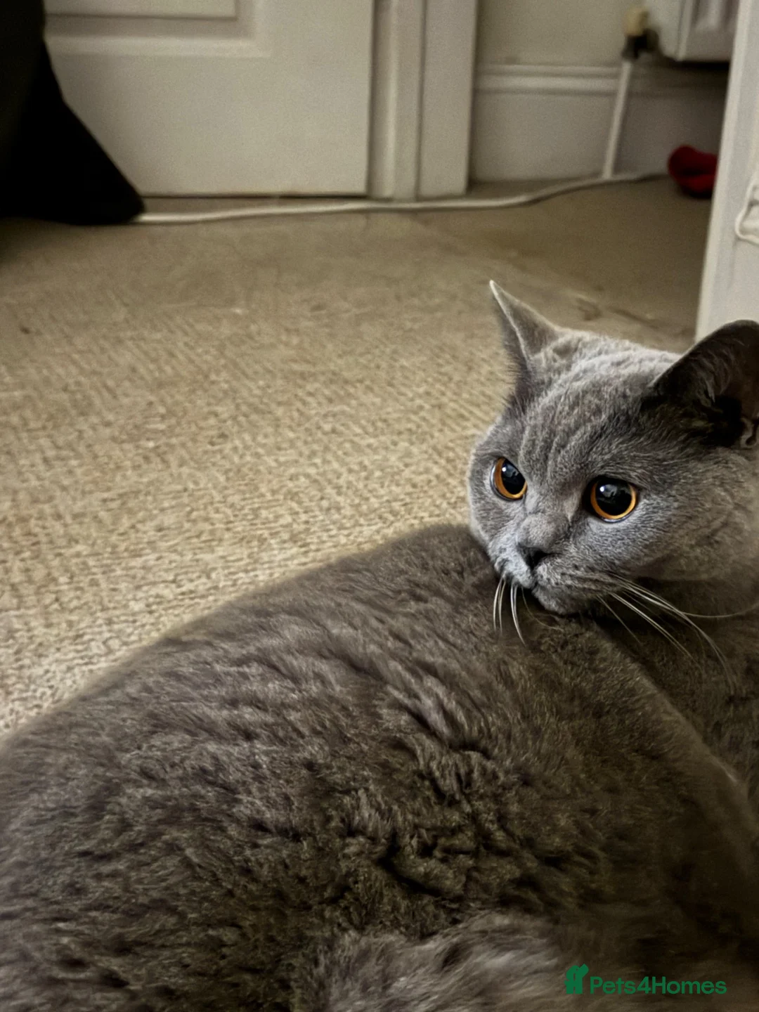 British Shorthair cats for sale: Beautiful  and lovely cat need new home in Plymouth - Advert 9
