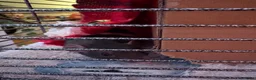 Rat rodents for sale: 3 sisters looking for a lovely home :) in Bristol - Advert 12