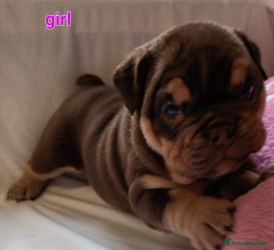 English Bulldog dogs for sale: Dwkc englìsh bulldog puppies  - Image 8