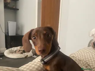 Dachshund dogs Pete the sausage dog - Advert 1