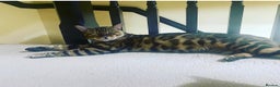 Bengal cats for sale: Beautiful 6 year old Bengal Boy - Advert 5
