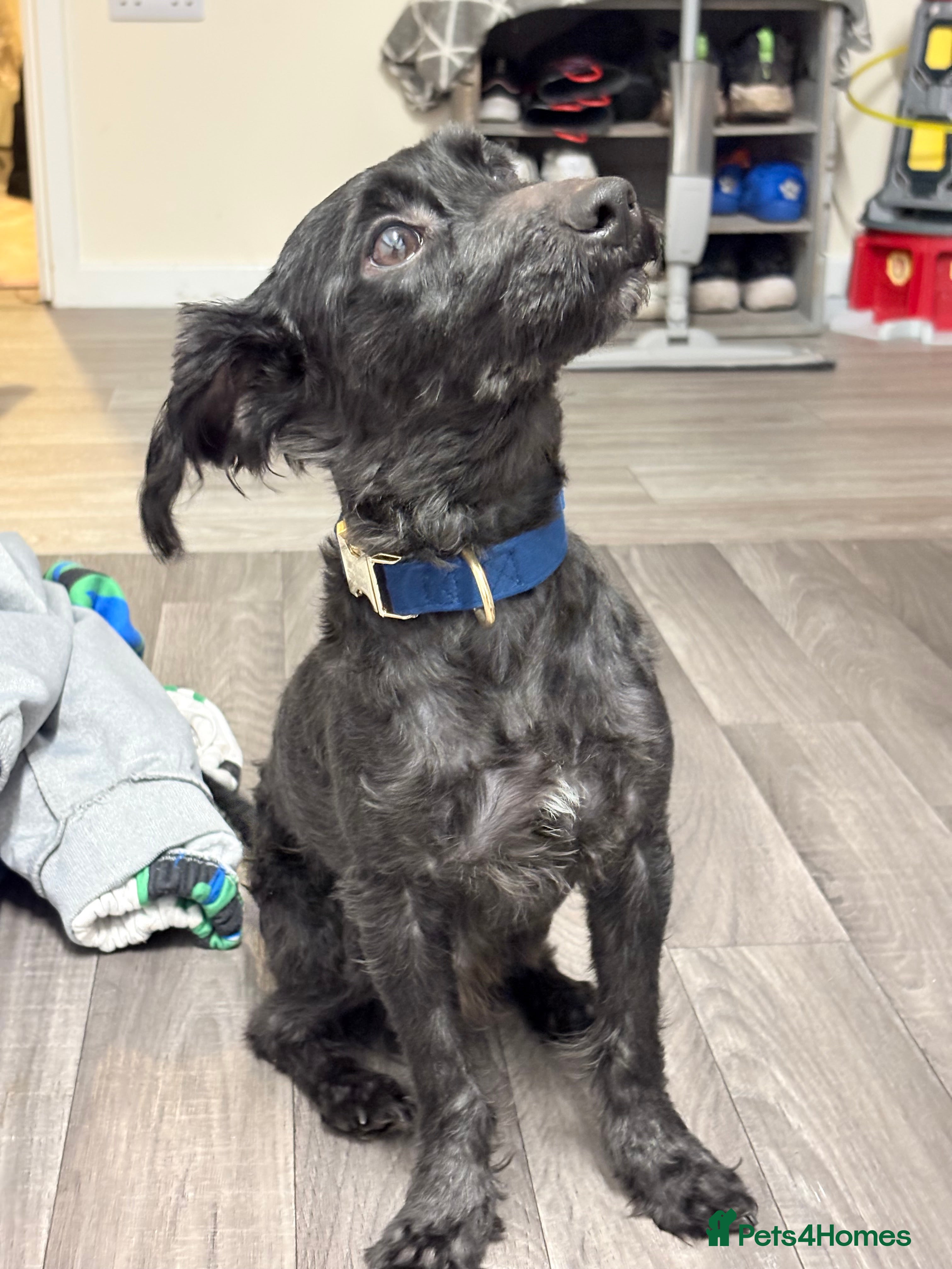 Yorkiepoo dogs Yorkiepoo  - Advert 17