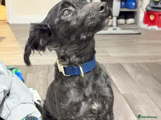 Yorkiepoo dogs Yorkiepoo - Advert 17