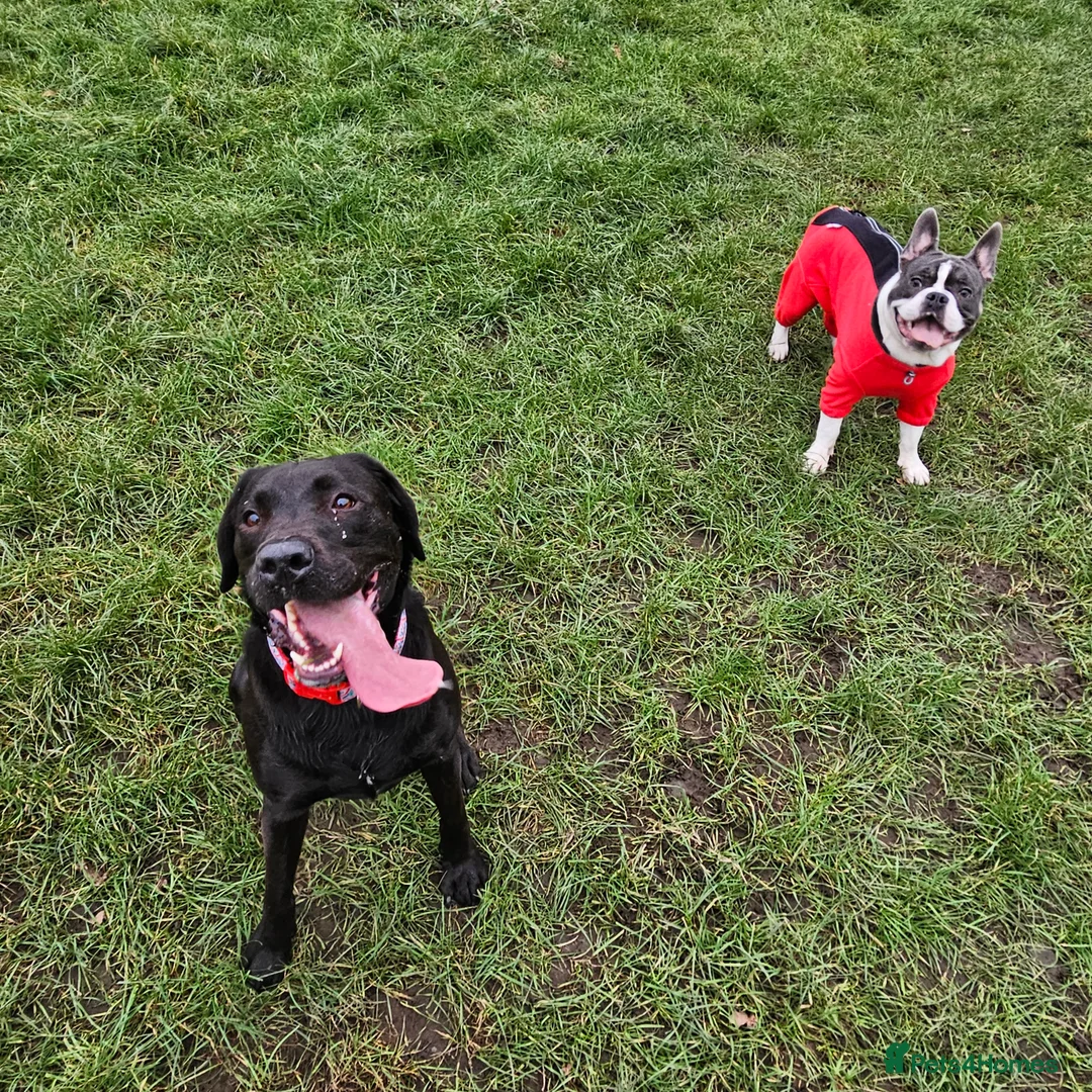 French Bulldog dogs for sale: French bulldog puppy 8 months old - Advert 5