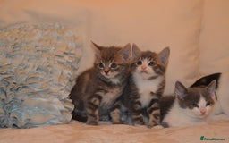Mixed Breed cats for sale: 6 Adorable Playful Kittens for Sale - Image 12