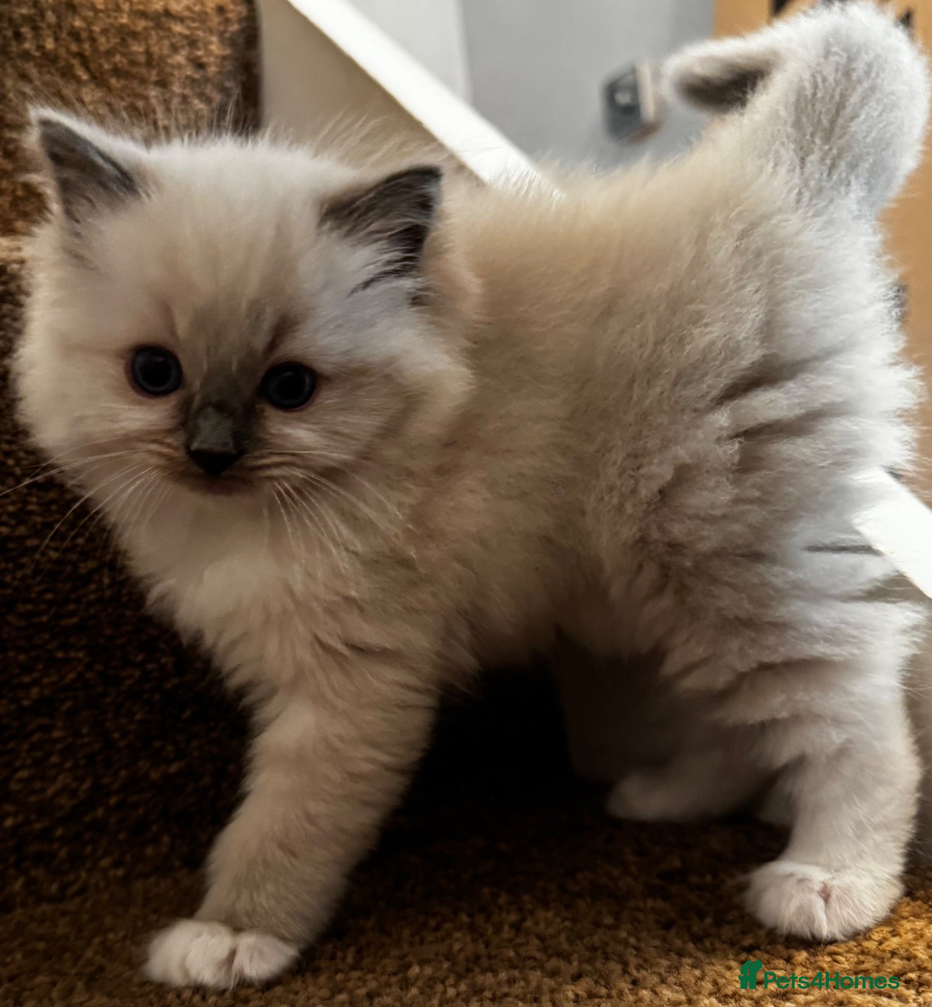 Ragdoll cats Beautiful Pedigree Ragdoll Kittens  - Advert 1