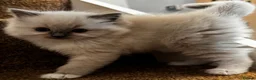 Ragdoll cats for sale: Beautiful Pedigree Ragdoll Kittens  - Advert 1