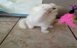 Scottish Fold cats for sale: ready now for there forever homes - Image 10