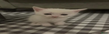 Turkish Angora 4