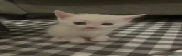 Turkish Angora cats for sale: 5 Beautiful Turkish Angora Kittens - Advert 10