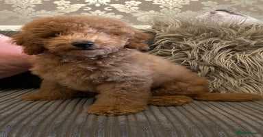 Miniature Poodle dogs - Advert 5