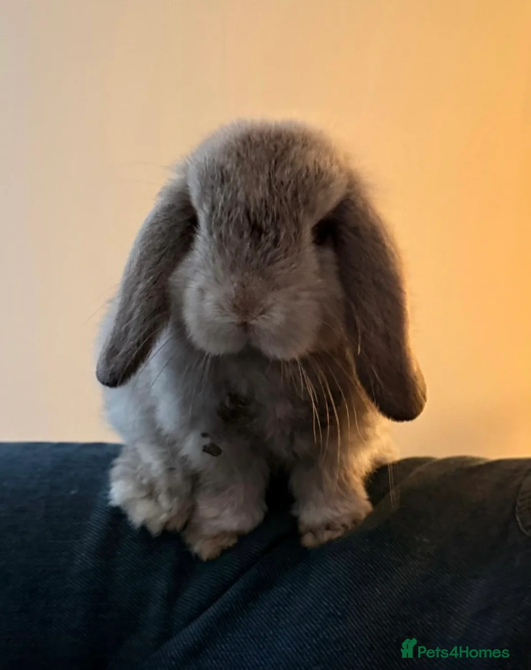 Mini Lop rabbits for sale: Friendly, house rabbit - Advert 1