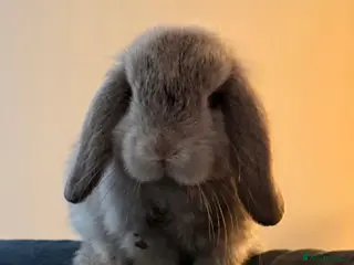 Mini Lop rabbits for sale: Friendly, house rabbit - Advert 3