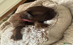 Shih Tzu dogs for sale: KC reg, 2 left! Potential blondes in Tamworth - Image 28