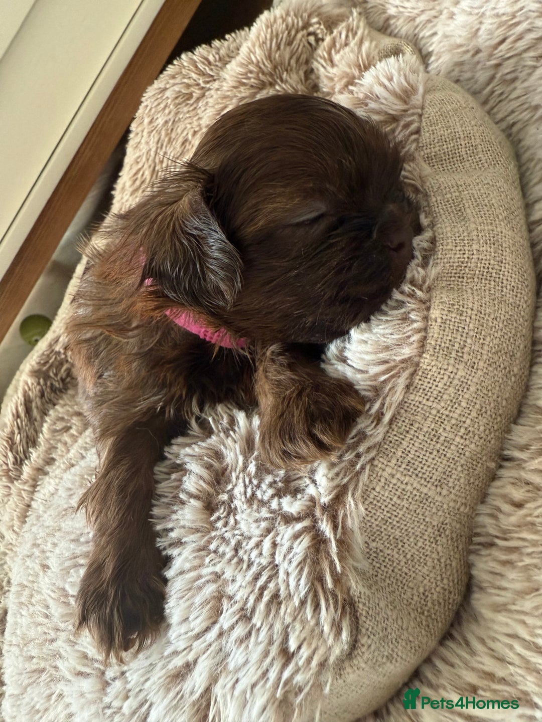 Shih Tzu dogs for sale: KC reg, 2 left! Potential blondes in Tamworth - Image 28