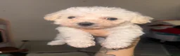 Poochon dogs for sale: 1 boy left for sale  - Advert 3