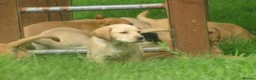 Labrador Retriever dogs for sale: Ftch kc reg labrador puppies  - Advert 13