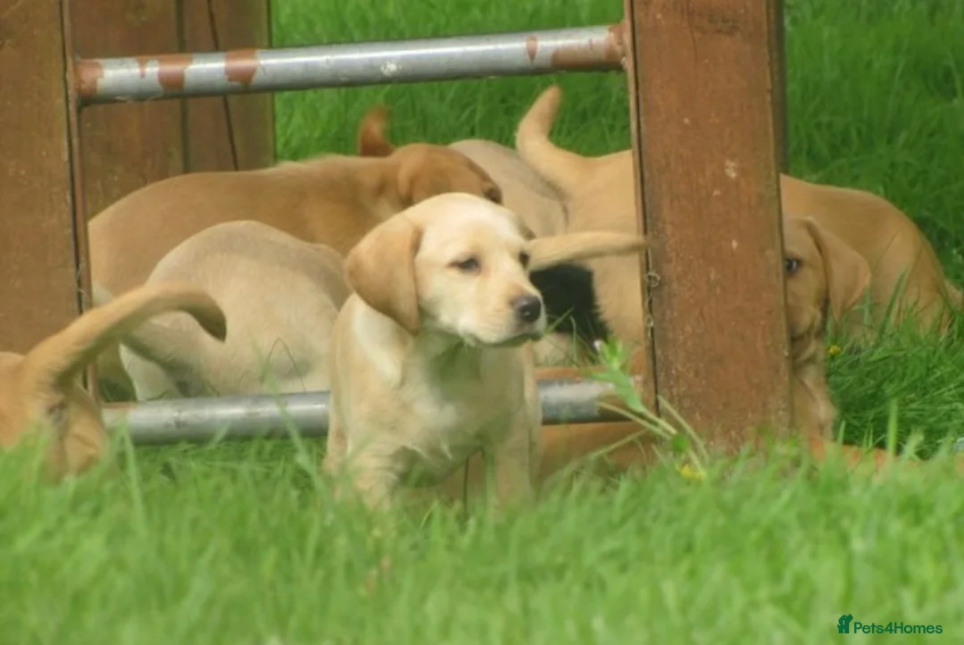 Labrador Retriever dogs for sale: Ftch kc reg labrador puppies  - Advert 13