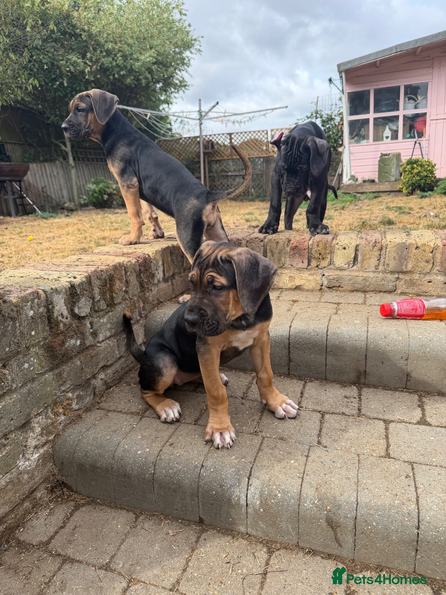 Cane Corso dogs BEAUTIFUL CANE CORSO puppies. PROTECTION+FAMILY - Advert 2
