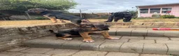 Cane Corso dogs for sale: BEAUTIFUL CANE CORSO puppies. PROTECTION+FAMILY - Advert 5