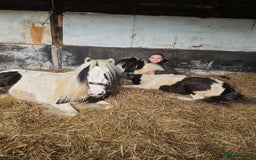 Irish Cob horses for sale: Bluebell  - Image 2