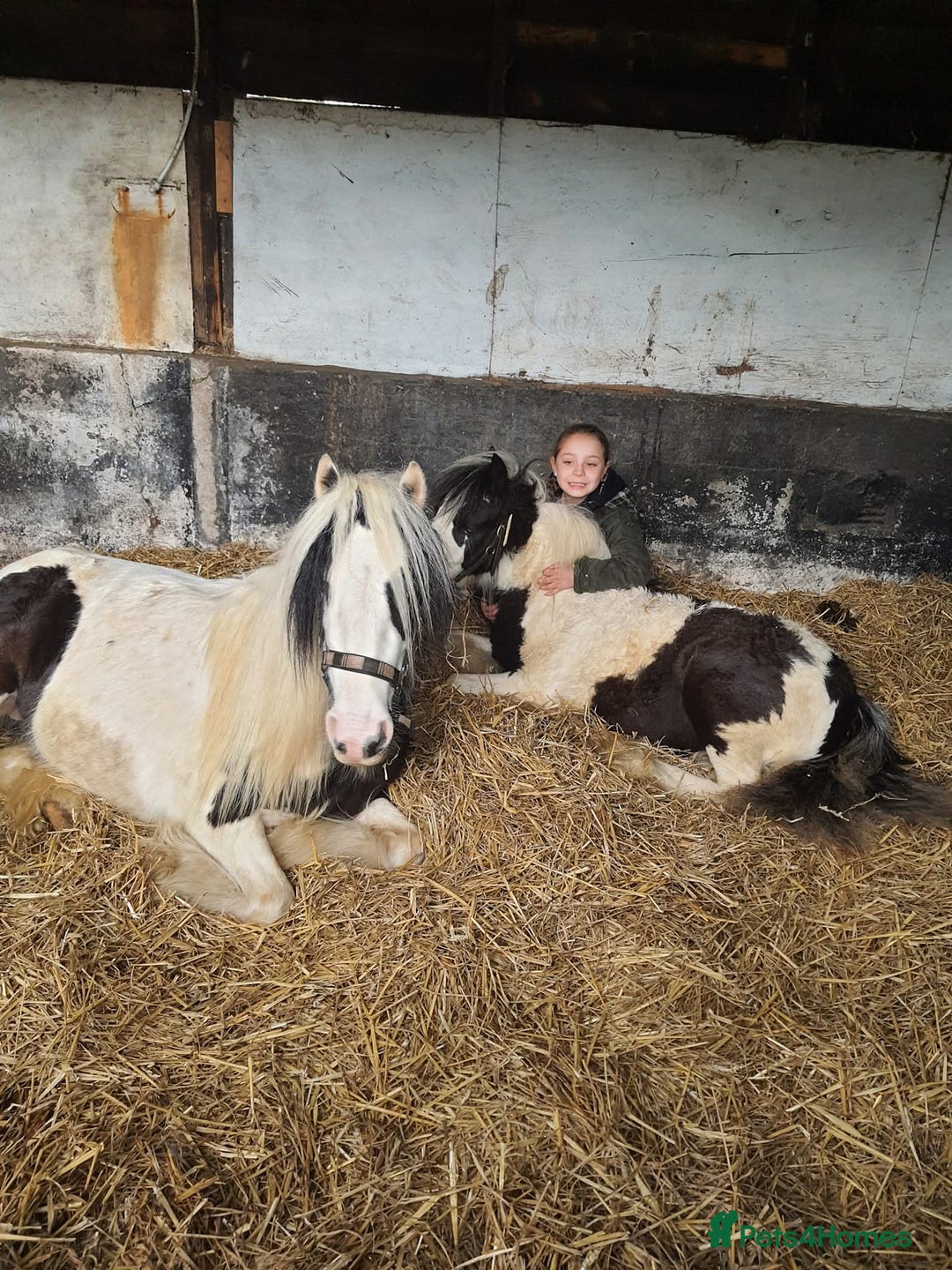 Irish Cob horses for sale: Bluebell  - Image 2
