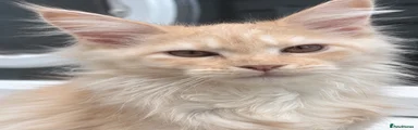 Jaja 