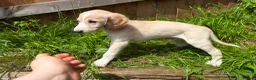 Saluki dogs for sale: Beautiful Saluki pups from champion lines - Advert 7