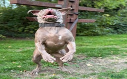 Cane Corso dogs for sale: Lilac girl corso  - Image 4