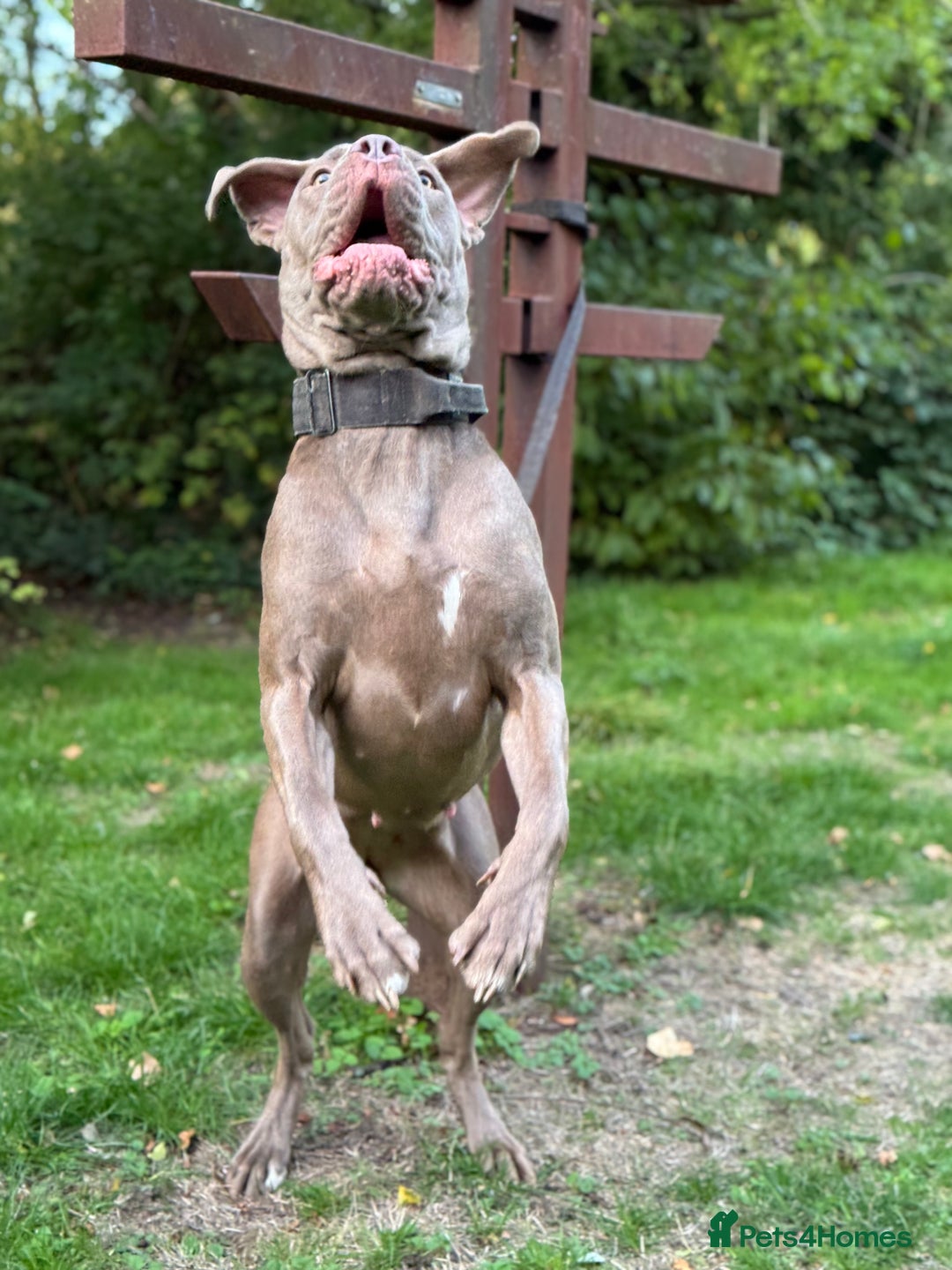 Cane Corso dogs for sale: Lilac girl corso  - Image 4