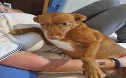 Mixed Breed dogs for sale: female pofenco cross, originally from Spain  - Image 3