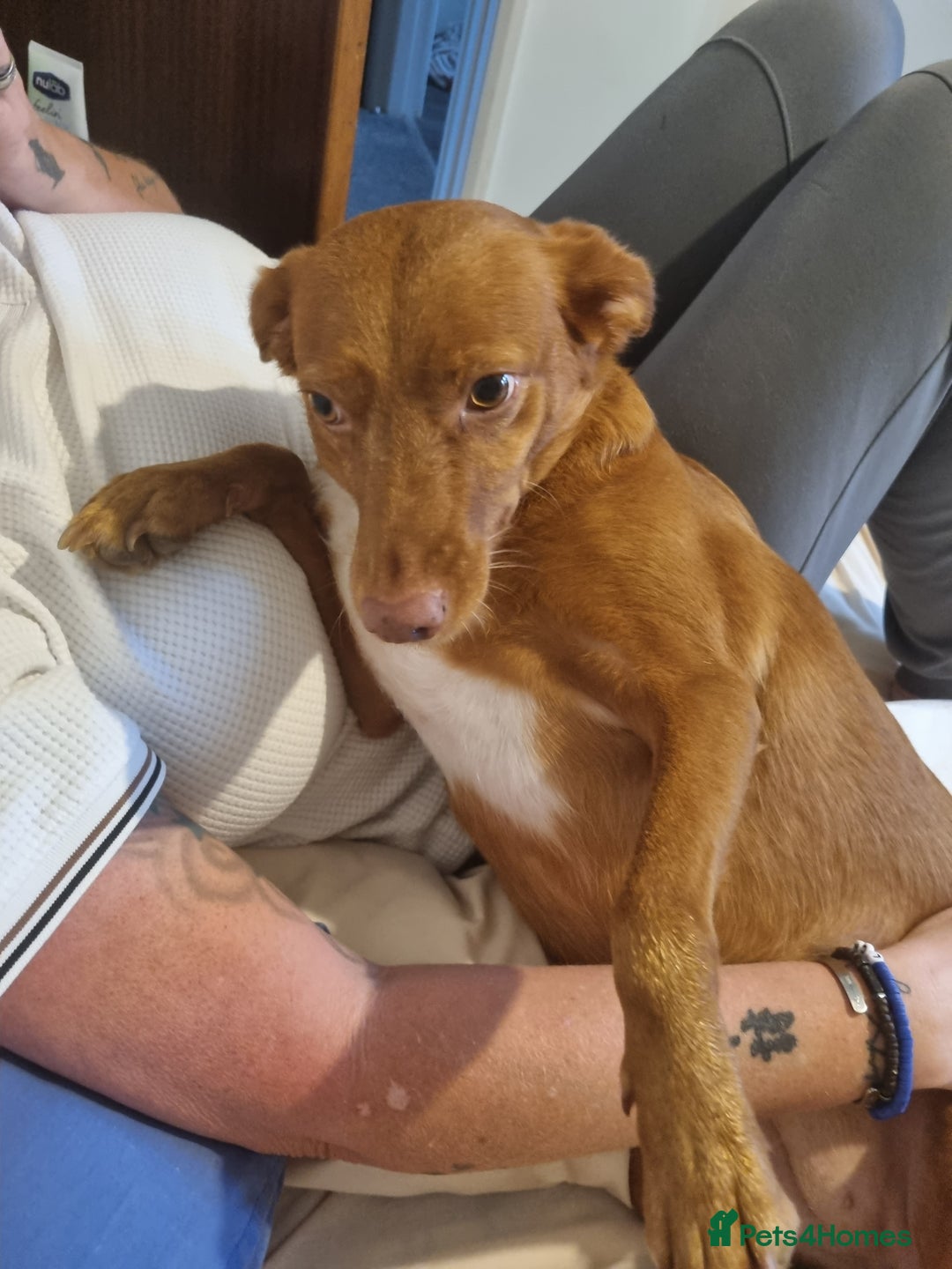 Mixed Breed dogs for sale: female pofenco cross, originally from Spain  - Image 3