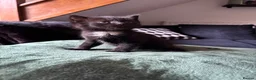 Mixed Breed cats for sale: Kittens For Sale - Advert 4