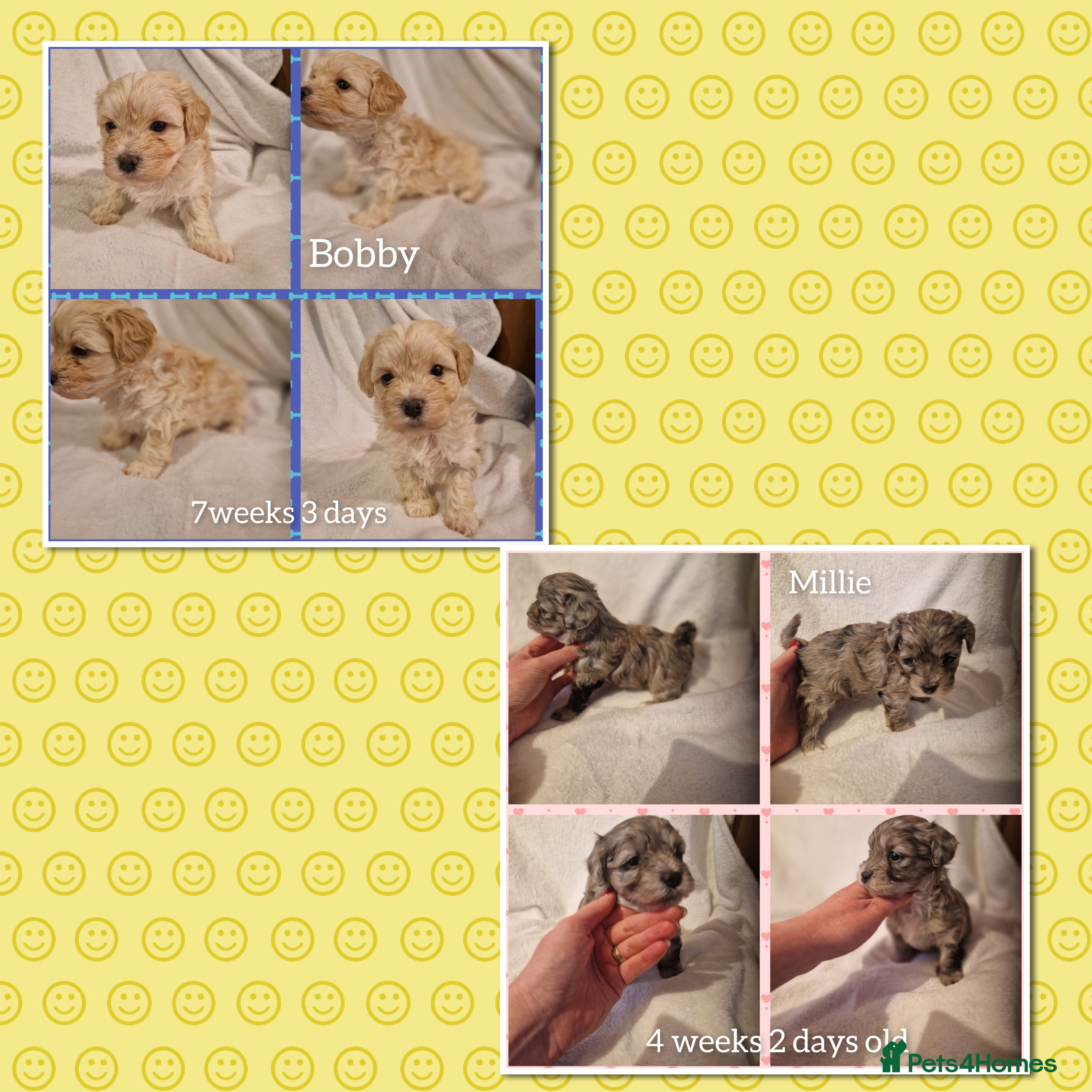 Maltipoo dogs Quality unique f1 tiny korean maltipoo puppies  - Advert 15