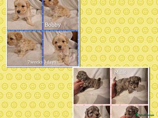 Maltipoo dogs Quality unique f1 tiny korean maltipoo puppies - Advert 15