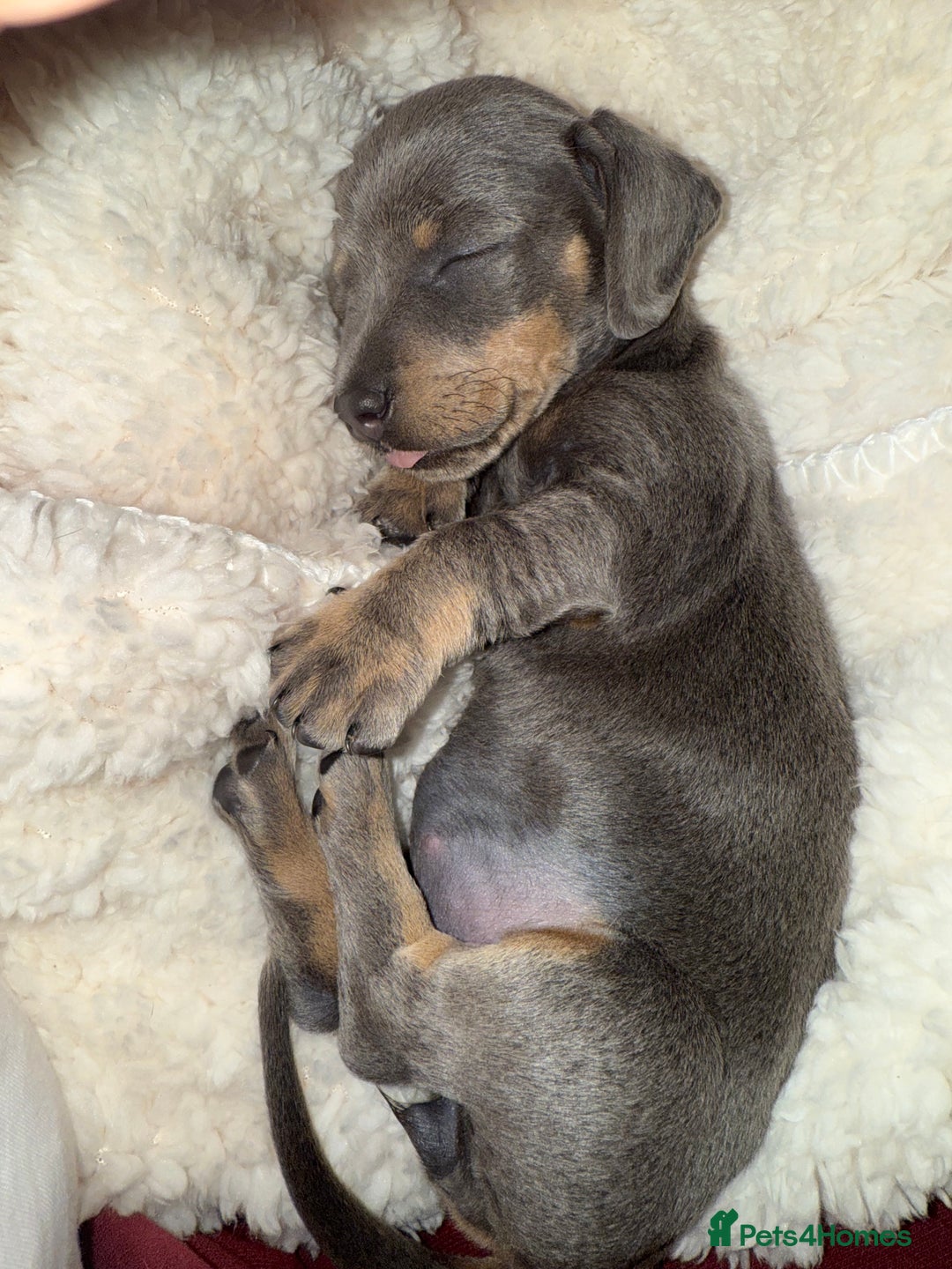 Miniature Dachshund dogs for sale: Miniature dachshund girl  - Image 5